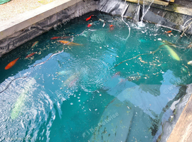 Koi carp and gold fish