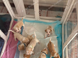 Puppies for sale ready to 4 weeks