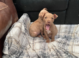 Staffordshire bull terrier cross