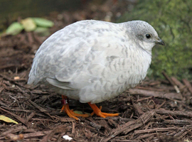 Cute Chinese painted quail