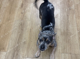 French bulldog x Jack russle
