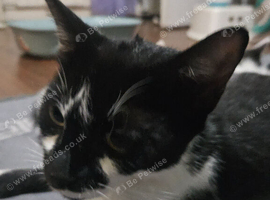 Need home for cat