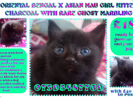 ORIENTAL BENGAL X MAU GIRL KITTEN WITH RARE CHARCOAL SMOKE WITH GHOST MARBLING