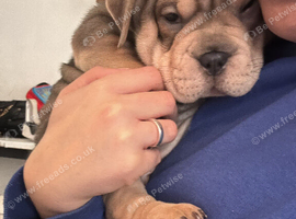 Olde English bulldog cross puppy