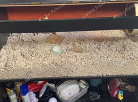 Hamster cage/ vivarium