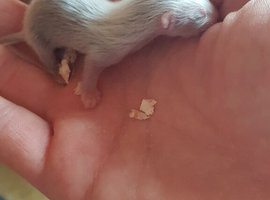 Full micro last jill left to reserve