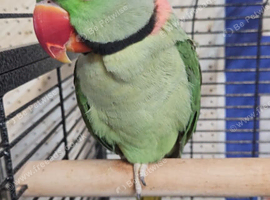 Tame Pair Alexandrine Parrots