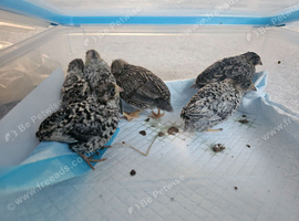 Chinese painted quail ( Button Quail )