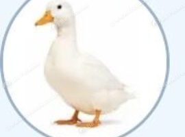 Wanted call ducks
