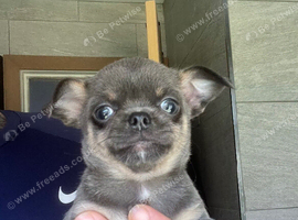 Chihuahua puppies