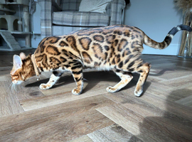 Stunning Pedigree Bengal Male Rehome