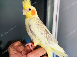 Baby cockatiel for sale
