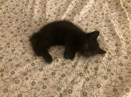 Kittens for sale