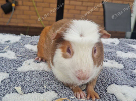 Lilac tri boar for sale !