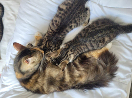 Kittens Ready Now