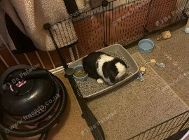 Mini lop female