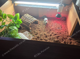 2 year old girl and set up