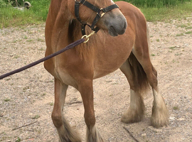 Stunning cob filly
