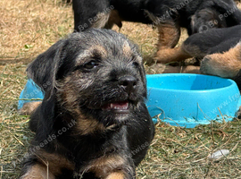 Beautiful Border Terrier Pups