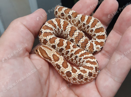 Young hognose female normal het for axanthic.
