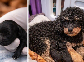 Kc toy poodle