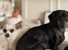 Mini dachshund and chihuahua