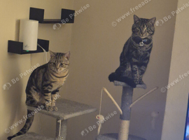 Bengal cross brothers