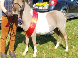 Absolutely beautiful imhps filly