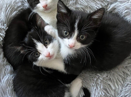Kittens