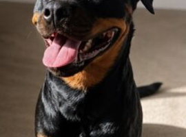 Rottweiler 18 months old