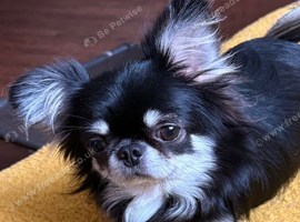 GORGEOUS SMALL CHIHUAHUA BOY &bull; THAI IMPORT &bull; SHORT NOSE &bull; BIG BEAUTIFUL EYES & FLUFFY EARS &bull; &pound;2,000