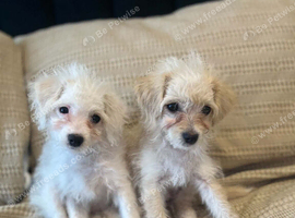 Cavapoochon x Cockerpoo
