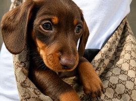 KC Registered Miniature dachshund puppy&rsquo;s READY NOW!