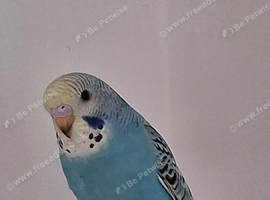 Budgie