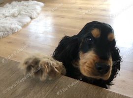 Cocker spaniel beautiful puppies
