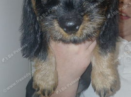 Dachshund puppies