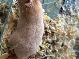 Syrian Hamster Baby Boys - Ready Now