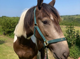 Buckskin beautiful gelding