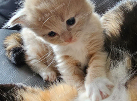 Ragdoll X tortolshell/calico kittens