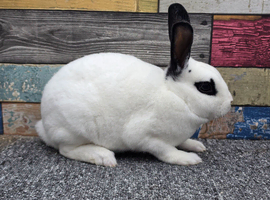 Mini rex bucks ready now