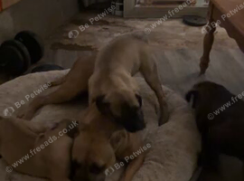 Cane Corso x bullMastiff