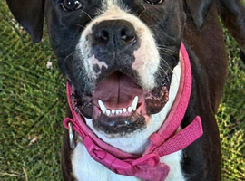 Kc boxer bitch