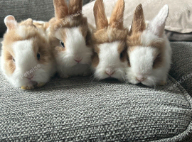Fluffy 6-Week-Old Lionhead Bunnies &ndash; Ready for New Homes!