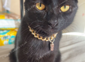 1year old female cat