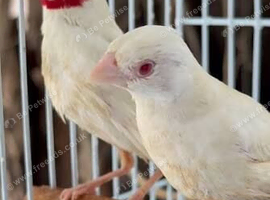 Wanted Cutthroat Hen