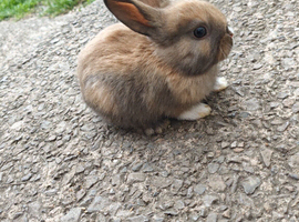 Mini rex x mini lop