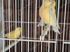 Fife canaries 10