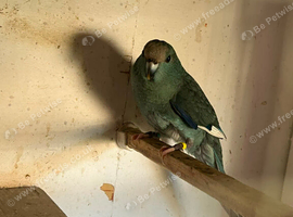 3 x Kakarikis for sale