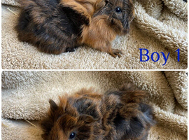 3 gorgeous boys for sale