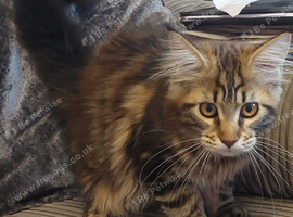 Full pedigree maine coon kitten